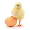 The image for HANDS-ON COOKING POULTRY BOOTCAMP